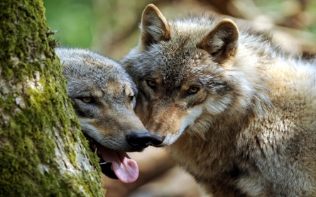 Wisconsin wolf hunt begins amid warnings from conservationists, tribes