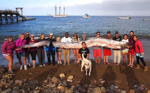 Thumbnail image for Snorkeler discovers rare giant fish off California coast