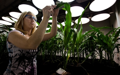 A research biologist takes samples from genetically modified corn plants inside a climate chamber housed in Monsanto agribusiness headquarters in St Louis.