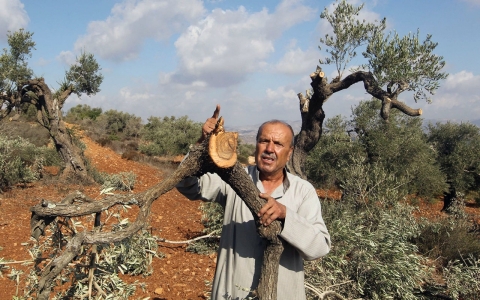 Thumbnail image for Israeli settlers accused of destroying Palestinian olive trees