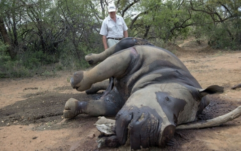 Thumbnail image for Texas hunters pledge to save endangered black rhinos by killing one