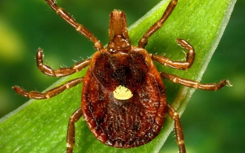 The lone star tick