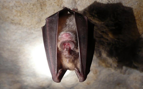 Thumbnail image for Scientists discover SARS-like virus in Chinese bats