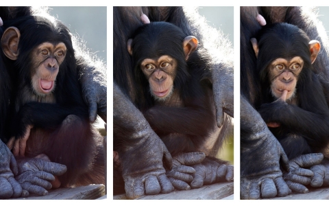 Thumbnail image for Federal government to transfer laboratory chimps to sanctuaries