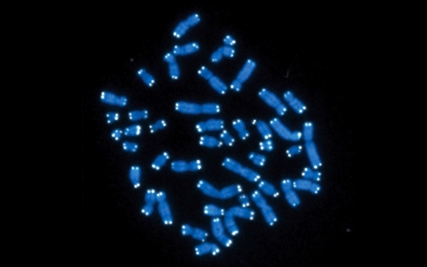 The 46 human chromosomes in blue, with telomeres appearing as white points on the ends.