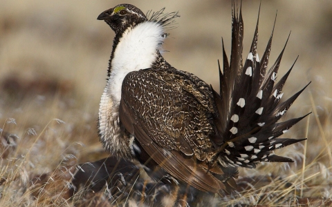 Thumbnail image for Oil backers, conservationists battle over fate of greater sage-grouse