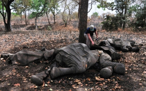 Thumbnail image for Africa’s elephant population plummeting, conservation groups warn