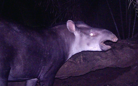 Thumbnail image for Scientists discover new species of tapir in disappearing Amazon