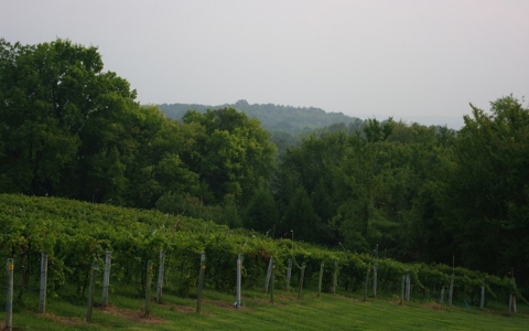 Missouri has 125 operating wineries and more than 400 vineyards.