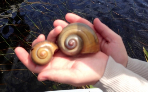 The larger island apple snail is twice the size of the native apple snail, making a heartier treat for snail kites.