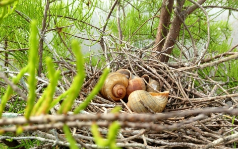 Discarded apple snail shells sit in a snail kite nest.