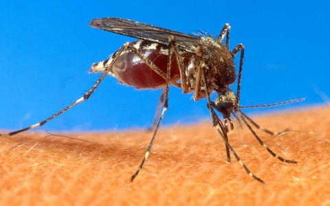 Thumbnail image for Dengue fever presence in Florida at a 'pretty serious level'