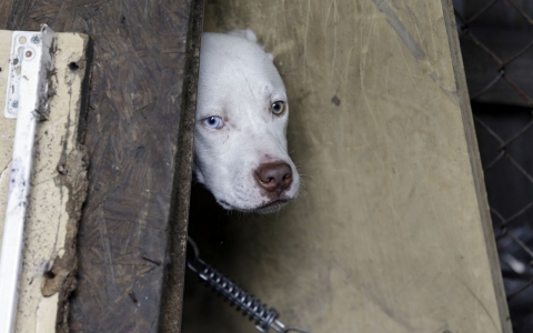 Thumbnail image for Stray dogs become victims in Detroit's downfall