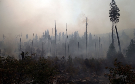 Hunter may have caused California's Rim Fire