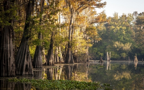 Thumbnail image for Louisiana forests being sacrificed to fuel Europe’s biomass boom