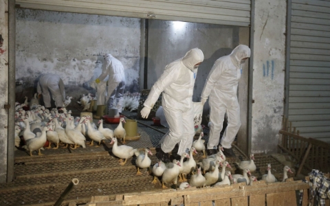 Thumbnail image for Outbreak of bird flu cases in China worries health officials