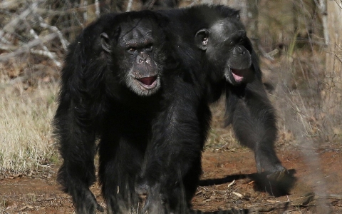 Thumbnail image for Drug company Merck to end tests on chimps