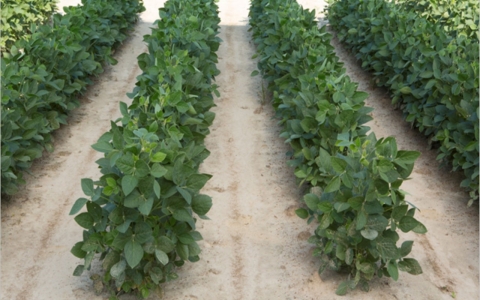 Genetically modified soybean plants that were developed by Dow AgroSciences to resist a common weed killer. 