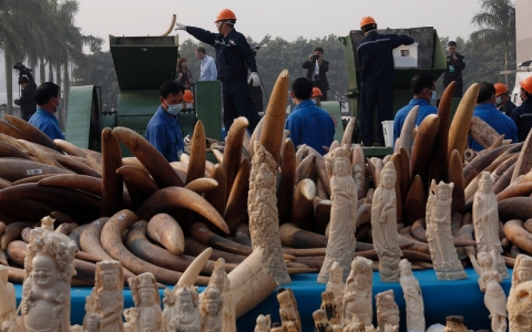 Thumbnail image for China crushes 6 tons of ivory in landmark effort to cut illegal trade