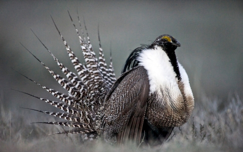 Thumbnail image for New federal protection for bird may limit energy production