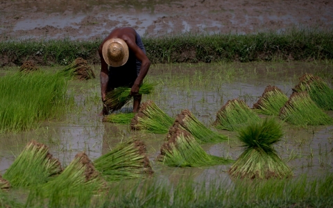 Thumbnail image for Plow protesters lose land and liberty in Myanmar