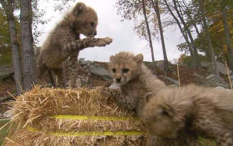 cheetah cubs