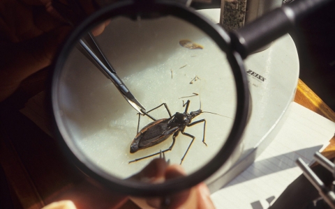 Thumbnail image for Kissing bug disease creeps into US, but symptoms often missed