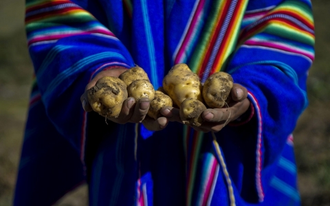 Thumbnail image for Peru’s indigenous preserve biodiversity in Andes Potato Park