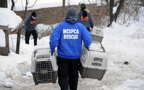 Thumbnail image for Operation Angry Birds rescues 3,000 birds in cockfighting bust