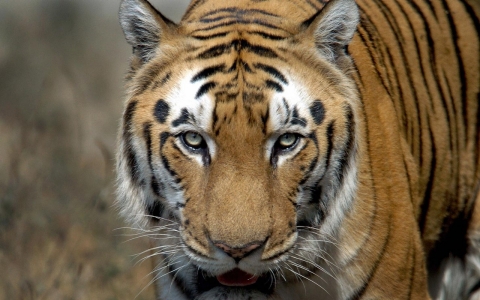 Bengal-Tiger