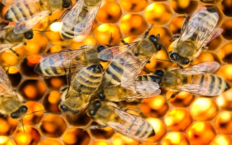 Thumbnail image for Feds announce plan to help feed honeybees amid die-offs