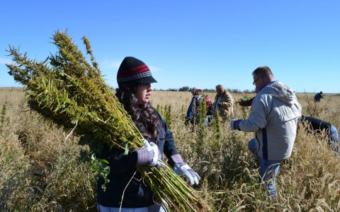 Thumbnail image for Farm bill promotes hemp as legal crop