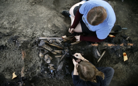 Thumbnail image for LA subway dig yields ice age fossils