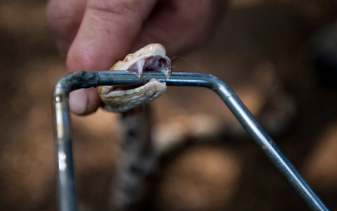 A copperhead snake shows its fangs.