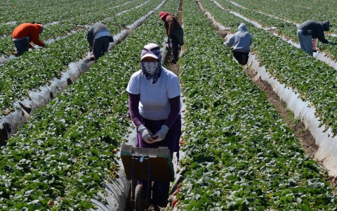 Thumbnail image for Effort to protect farmworkers from sexual assault gaining momentum