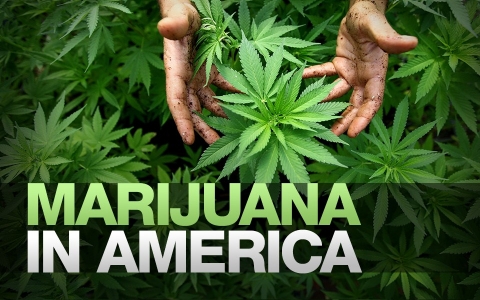 marijuana in america