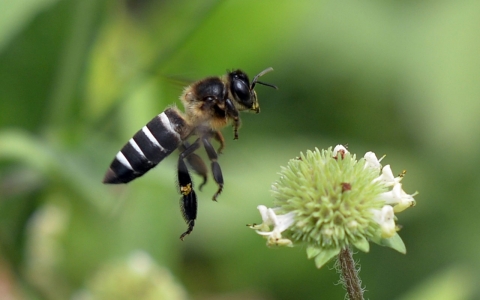 Thumbnail image for Nearly 1 in 4 bee colonies died this winter, survey says