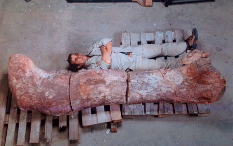 Thumbnail image for Scientists unearth world’s largest dinosaur in Argentina