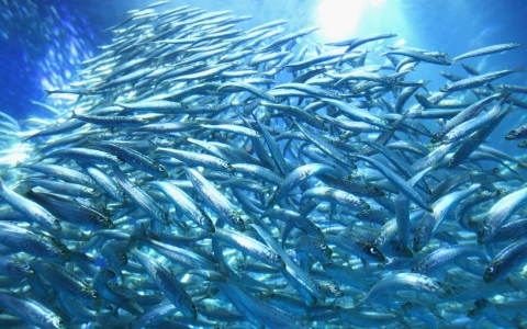 Thumbnail image for U.N.: Record-high global demand for fish threatens oceans