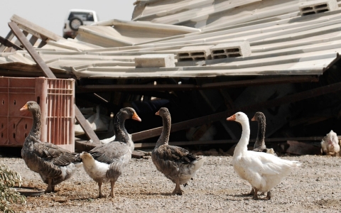 Thumbnail image for Europe bans import of poultry from Israeli settlements