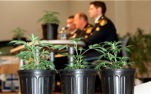 Thumbnail image for DEA obstructs research into medical marijuana: report