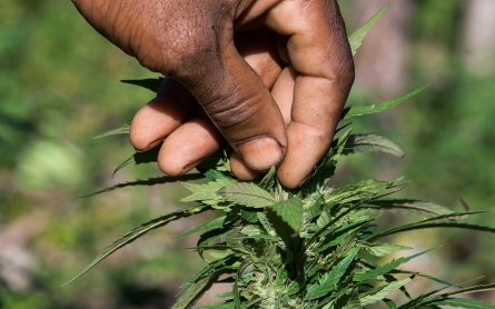 Jamaica to decriminalize personal marijuana possession