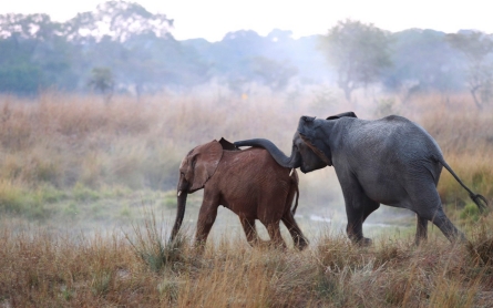 Poachers slaughter 68 Congo elephants in two months