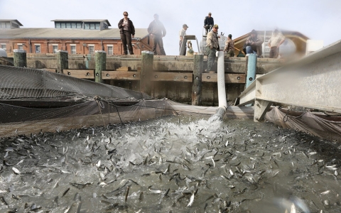 Thumbnail image for 50 percent more California salmon migrating by truck because of drought