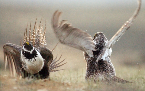 Thumbnail image for Saving the sage-grouse: Can oil and conservation work together?