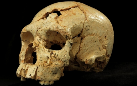 Skull 17 from the Sima de los Huesos site in Sierra de Atapuerca, Spain.