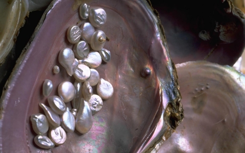 Thumbnail image for Inside Tennessee’s disappearing pearl industry