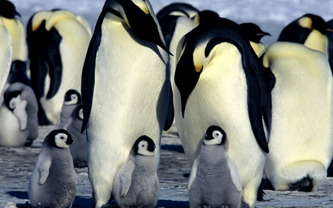 Thumbnail image for Emperor penguins, long thought stable, could suffer from climate change