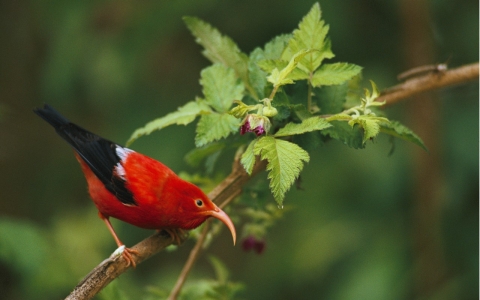 Thumbnail image for Federal wildlife refuges move to save pollinators