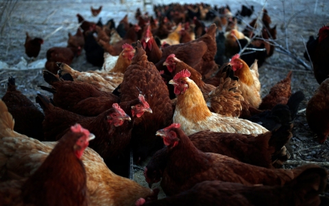 Thumbnail image for USDA overhauls poultry inspections to reduce foodborne illness